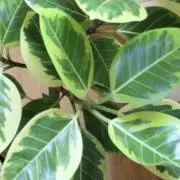 アルテシマの画像