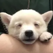 シナモンの画像