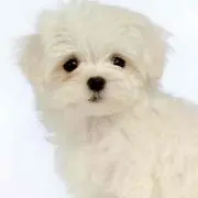 なお