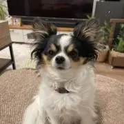 さいりゅうの画像