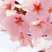 ひでこなの画像