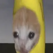 ☪︎ *.