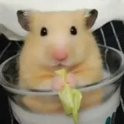 Kinakoの画像