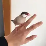 PGの画像