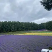 Summerプロフ参照の画像