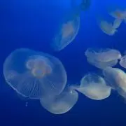 米米