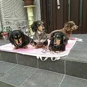 ポッぺママの画像