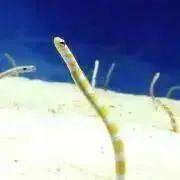 つないりこの画像