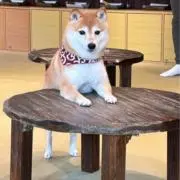 煮たまごの画像