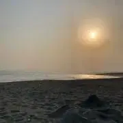 アムムの画像