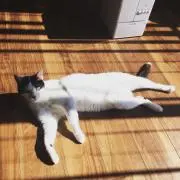 Ekka ※即購入OK！の画像