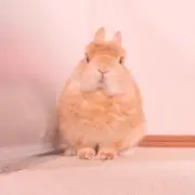 ありんこ