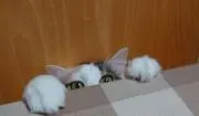 桃