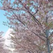 のあるの画像