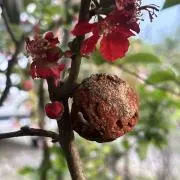 にこに