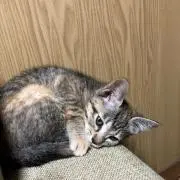 うめちゃんの画像