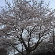 Yの画像