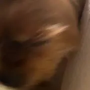 わんの画像