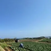 しゃけの画像