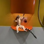 かいの画像