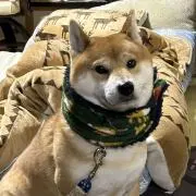 りくの画像