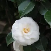 そらちゃの画像