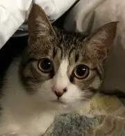 milcoco