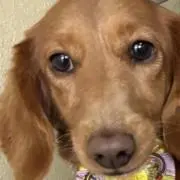リュウコママの画像