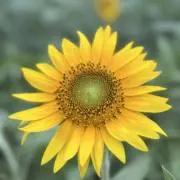 RD