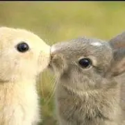 うさぺんの画像