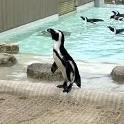 mizの画像