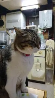 ミストガン