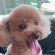 noa