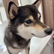 ミッキーの画像
