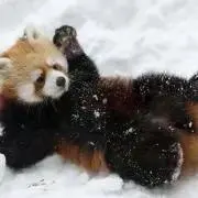 きいちの画像