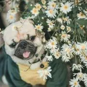 みか✿*゜の画像