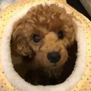 ピス