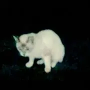 れいあ