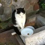 マコ猫の画像
