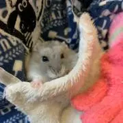 Run runの画像