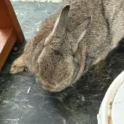 値下げ交渉大歓迎　2羽のウサギの画像