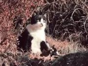 ヤンニャムの画像