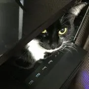 猫太郎の画像