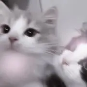 tayu.の画像