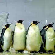 ＹＫの画像