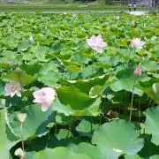肥後もっこす子　コメント無しでお取引可能の画像