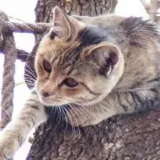 とらっち