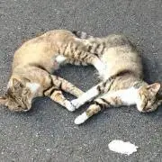 まなの画像