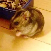 ハムちゃんの画像