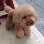 タマママの画像